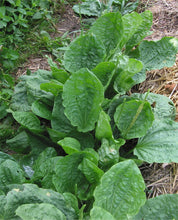Load image into Gallery viewer, Plantain Oil Double-Infused Organic Vegan
