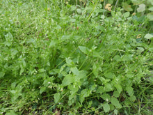 Load image into Gallery viewer, Chickweed Oil Double-Infused Organic Handmade in small batches Vegan Stellaria media Bumbling Acres Farm