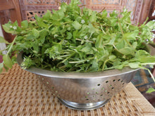 Load image into Gallery viewer, Chickweed Oil Double-Infused Organic Handmade in small batches Vegan Stellaria media Bumbling Acres Farm