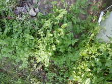 Load image into Gallery viewer, Chickweed Oil Double-Infused Organic Handmade in small batches Vegan Stellaria media Bumbling Acres Farm