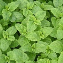 Load image into Gallery viewer, Lemon Balm Glycerite Non-Alcohol Tincture Double Extract Pure and Potent Handmade Small Batches Vegan Gluten Free Bumbling Acres Farm