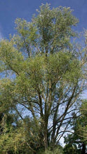Load image into Gallery viewer, White Willow Bark Glycerite Non-Alcohol Tincture Double Extract Organic Pure Potent Handmade Vegan Gluten-Free No Addititives Bumbling Acres