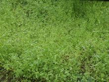 Load image into Gallery viewer, Chickweed Oil Double-Infused Organic Handmade in small batches Vegan Stellaria media Bumbling Acres Farm