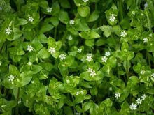 Load image into Gallery viewer, Chickweed Oil Double-Infused Organic Handmade in small batches Vegan Stellaria media Bumbling Acres Farm
