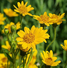 Load image into Gallery viewer, Arnica Salve Double infused in small batches for great potency Only 3 ingredients No Additives Pure & Potent Bumbling Acres Farm
