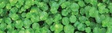 Load image into Gallery viewer, Gotu Kola Organic Double Infused Oil (Centella asiatica) Vegan Handmade small batches Pure and Potent Only 2 Ingredients Bumbling Acres Farm