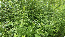 Load image into Gallery viewer, Mugwort Oil Double Infused Organic Only 2 Ingredients Pure and Potent Grown and Handmade On The Farm Artemisia vulgaris Bumbling Acres Farm