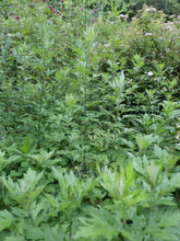 Load image into Gallery viewer, Mugwort Oil Double Infused Organic Only 2 Ingredients Pure and Potent Grown and Handmade On The Farm Artemisia vulgaris Bumbling Acres Farm
