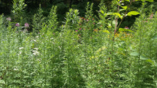 Load image into Gallery viewer, Mugwort Oil Double Infused Organic Only 2 Ingredients Pure and Potent Grown and Handmade On The Farm Artemisia vulgaris Bumbling Acres Farm
