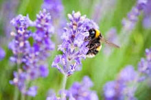 Load image into Gallery viewer, Lavender Oil Double Infused Organic Pure & Potent Vegan Gluten free Handmade in small batches Lavandula Angustifolia Bumbling Acres Farm