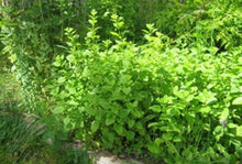 Load image into Gallery viewer, Lemon Balm Glycerite Non-Alcohol Tincture Double Extract Pure and Potent Handmade Small Batches Vegan Gluten Free Bumbling Acres Farm