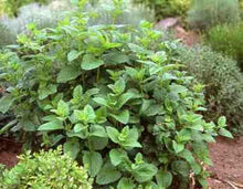 Load image into Gallery viewer, Lemon Balm Glycerite Non-Alcohol Tincture Double Extract Pure and Potent Handmade Small Batches Vegan Gluten Free Bumbling Acres Farm
