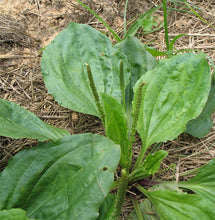 Load image into Gallery viewer, Plantain Oil Double-Infused Organic Vegan