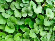Load image into Gallery viewer, Gotu Kola Organic Double Infused Oil (Centella asiatica) Vegan Handmade small batches Pure and Potent Only 2 Ingredients Bumbling Acres Farm