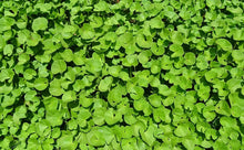 Load image into Gallery viewer, Gotu Kola Organic Double Infused Oil (Centella asiatica) Vegan Handmade small batches Pure and Potent Only 2 Ingredients Bumbling Acres Farm