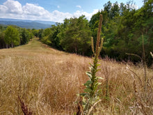 Load image into Gallery viewer, Mullein Herbal Oil Double Infused Pain Relief
