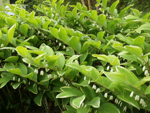 Load image into Gallery viewer, Solomon's Seal Oil Double Infused Organic Concentrated Pain, Bones, Tendons, Arthritis, Sports Injury