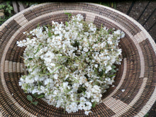 Load image into Gallery viewer, Rose Blossom Infused Oil Organic Wildcrafted Double Infused