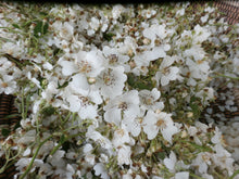 Load image into Gallery viewer, Rose Blossom Infused Oil Organic Wildcrafted Double Infused