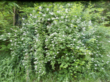 Load image into Gallery viewer, Rose Blossom Infused Oil Organic Wildcrafted Double Infused