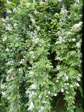 Load image into Gallery viewer, Rose Blossom Infused Oil Organic Wildcrafted Double Infused