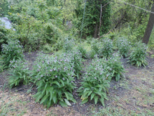 Load image into Gallery viewer, Comfrey Herbal Organic Oil, Concentrated, Fresh Plants, Small Batches