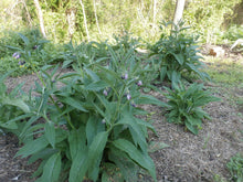 Load image into Gallery viewer, Comfrey Herbal Organic Oil, Concentrated, Fresh Plants, Small Batches