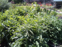 Load image into Gallery viewer, Comfrey Herbal Organic Oil, Concentrated, Fresh Plants, Small Batches