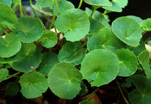 Load image into Gallery viewer, Gotu Kola Organic Double Infused Oil (Centella asiatica) Vegan Handmade small batches Pure and Potent Only 2 Ingredients Bumbling Acres Farm