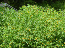 Load image into Gallery viewer, Jewelweed Oil Organic Double Infused For Best Potency Poison Ivy & Oak Wildcrafted Vegan Handmade In Small Batches Bumbling Acres Farm