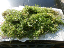 Load image into Gallery viewer, Cleavers Herbal Organic Oil, Concentrated, Double-Infused, Handmade