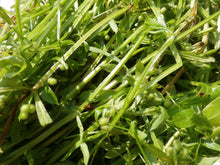 Load image into Gallery viewer, Cleavers Herbal Organic Oil, Concentrated, Double-Infused, Handmade