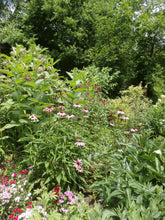 Load image into Gallery viewer, Echinacea Herbal Organic Oil, Concentrated, Fresh Plants, Small Batch