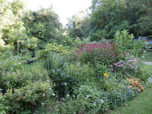 Load image into Gallery viewer, Echinacea Herbal Organic Oil, Concentrated, Fresh Plants, Small Batch