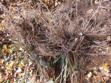 Load image into Gallery viewer, Echinacea Herbal Organic Oil, Concentrated, Fresh Plants, Small Batch