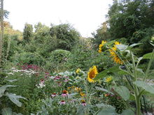 Load image into Gallery viewer, Echinacea Herbal Organic Oil, Concentrated, Fresh Plants, Small Batch