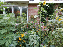 Load image into Gallery viewer, Echinacea Herbal Organic Oil, Concentrated, Fresh Plants, Small Batch