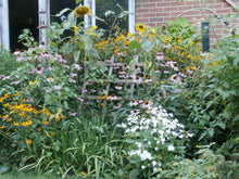 Load image into Gallery viewer, Echinacea Herbal Organic Oil, Concentrated, Fresh Plants, Small Batch