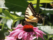 Load image into Gallery viewer, Echinacea Herbal Organic Oil, Concentrated, Fresh Plants, Small Batch