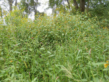 Load image into Gallery viewer, Jewelweed Organic Concentrated Salve Handmade, Poison Ivy, Oak, Sumac