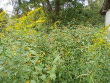 Load image into Gallery viewer, Jewelweed Organic Concentrated Salve Handmade, Poison Ivy, Oak, Sumac