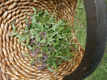 Load image into Gallery viewer, Heal All Organic Fresh Flower Salve Prunella Vulgaris, Small Batches
