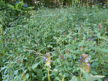 Load image into Gallery viewer, Heal All Organic Fresh Flower Salve Prunella Vulgaris, Small Batches