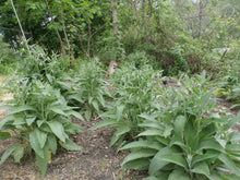 Load image into Gallery viewer, Comfrey Herbal Organic Salve, Double Infused, Made from Fresh Plants