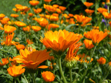 Load image into Gallery viewer, Calendula Glycerite Double Infused Non-Alcohol Tincture Pure & Potent Organic