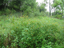 Load image into Gallery viewer, Jewelweed Organic Vegetable Glycerin, Double-Extract, Concentrated