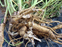 Load image into Gallery viewer, Marshmallow Herbal Infused Organic Oil, Concentrated, Fresh Plant Root