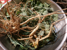 Load image into Gallery viewer, Marshmallow Herbal Infused Organic Oil, Concentrated, Fresh Plant Root