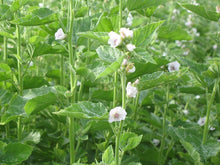 Load image into Gallery viewer, Marshmallow Herbal Infused Organic Oil, Concentrated, Fresh Plant Root
