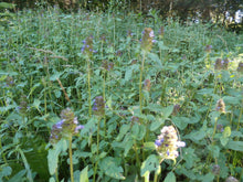 Load image into Gallery viewer, Heal All Organic Fresh Flower Salve Prunella Vulgaris, Small Batches